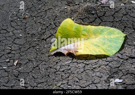 A dry teak leaf on the dry mediterranean soil, in Gunung Kidul, Yogyakarta, Indonesia. Nature conservation concept. Stock Photo