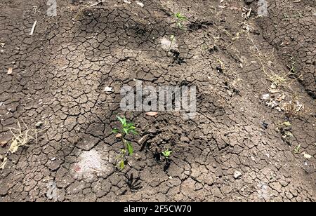 A chilli seedling in the dry mediterranean soil, in Gunung Kidul, Yogyakarta, Indonesia. Nature conservation concept. Stock Photo