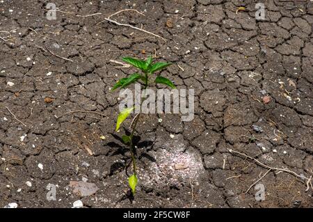 A chilli seedling in the dry mediterranean soil, in Gunung Kidul, Yogyakarta, Indonesia. Nature conservation concept. Stock Photo