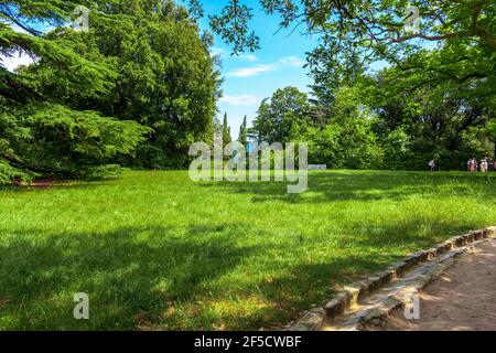 city park in the summer with a clearing covered with thick grass Stock Photo