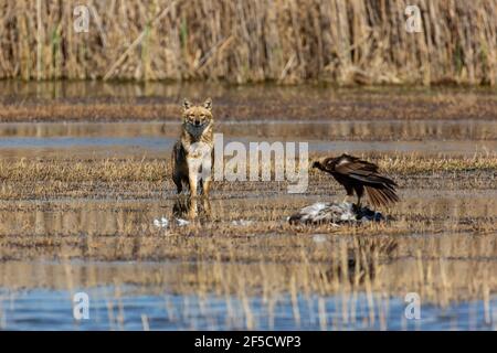 Golden Jackal (Canis aureus) and marsh harrier (Circus aeruginosus), eat a common Crane (Grus grus). Photographed in the Hula Valley Israel Stock Photo