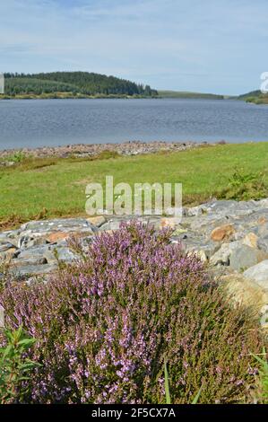 Wildflowers on shore of Llyn Alwen Reservoir, Wales Stock Photo