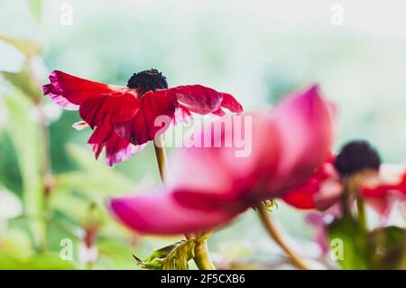 A wilting bouquet of cultivated Red and purple Anemone coronaria flowers Stock Photo