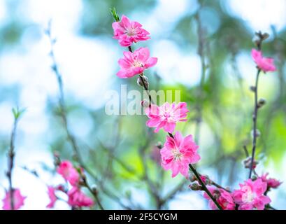 Cherry blossoms in spring sunshine flamboyance in the garden, flowers typical cold countries and usually blooming in spring, Stock Photo