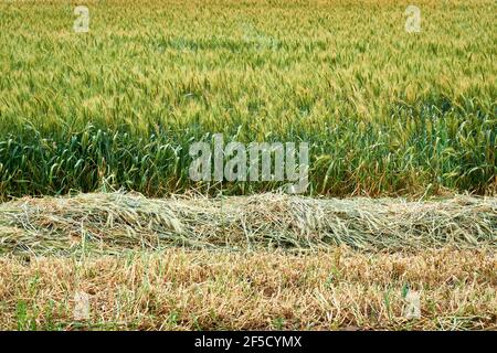 Young wheat green grass on a field. Some dry wheat on the foreground as well. Stock Photo