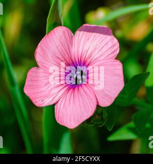 Linum pubescens, the hairy pink flax, is an herbaceous flowering plant in the genus Linum native to the east Mediterranean region. The plant is annual Stock Photo