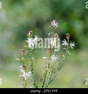 Asphodelus ramosus, also known as branched asphodel, is a perennial herb in the Asparagales order. Photographed in Israel in February Stock Photo