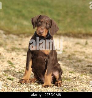 Doberman pinscher, dobermann puppy Stock Photo