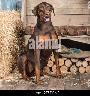 Doberman pinscher, dobermann dog Stock Photo