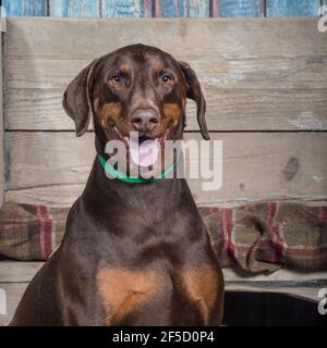 Doberman pinscher, dobermann dog Stock Photo