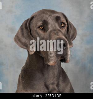 blue great dane dog Stock Photo