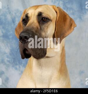 fawn great dane dog Stock Photo