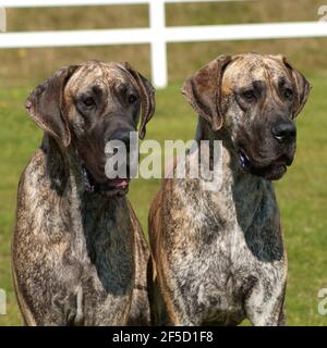 pair of brindle great dane dogs Stock Photo