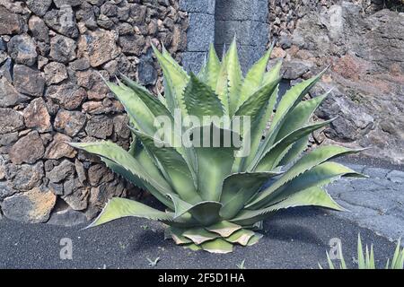 Native to Baja California Sur, Mexico. Agave gigantensis is both good for eating and distilling to make mezcal Stock Photo