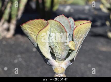 Native to the Western Cape, South Africa.Also called the silver jade plant,  beestebul, Chinese jade, money plant, or money tree. Stock Photo