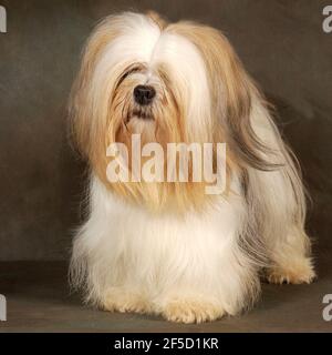 Close up of the head of a Lhasa Apso dog in a garden Stock Photo