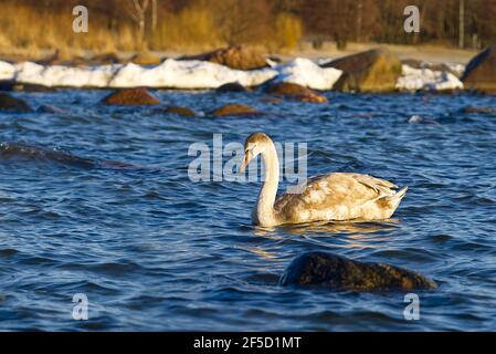 Young Swan chick at sunset light floating at baltic sea. young swans swim in the non-frozen part of the sea in winter Stock Photo
