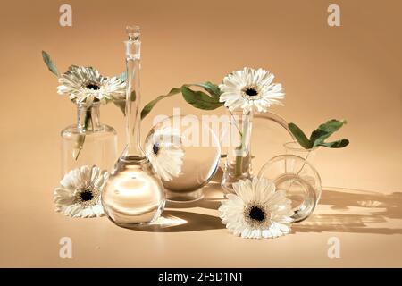 Flowers, transparent glass jars, bottles, vials. Reflections, distorted floral elements. Desaturated beige background. Natural sunlight, long shadows Stock Photo