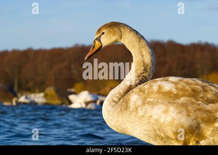Young Swan chick at sunset light floating at baltic sea. Close up of grey young Swan Stock Photo