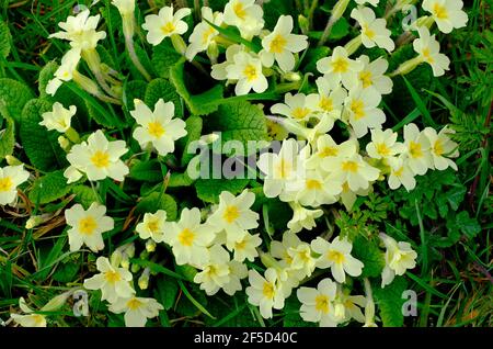 wild common cowslips, primula veris, growing in countryside, north norfolk, england Stock Photo