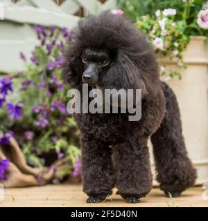 toy poodle dog Stock Photo