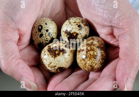 close up of quail eggs, north norfolk, england Stock Photo