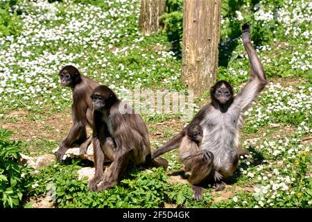 Variegated spider monkeys (Ateles hybridus marimonda) sitting on grass with daisy flowers with a cub Stock Photo