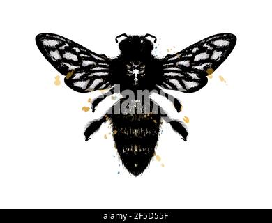 Bee, wasp from a splash of watercolor, colored drawing, realistic. Vector illustration of paints Stock Vector