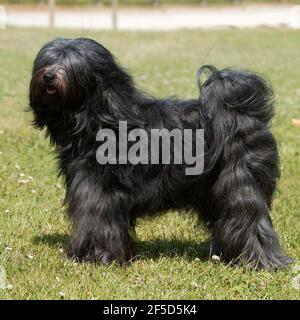 tibetan terrier Stock Photo