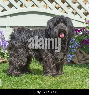 tibetan terrier Stock Photo