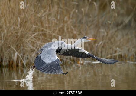 grey heron (Ardea cinerea), taking off the water surface, Germany, North Rhine-Westphalia Stock Photo