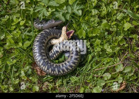 Grass snake playing dead hi-res stock photography and images - Alamy