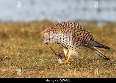 European Kestrel, Eurasian Kestrel, Old World Kestrel, Common Kestrel (Falco tinnunculus), female feeds on a caught little mammal, Netherlands, Stock Photo