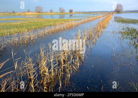 flood in the IJzervallei, Belgium, West Flanders, IJzerbroeken, Diksmuide Stock Photo