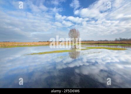 flood in the IJzervallei, Belgium, West Flanders, IJzerbroeken, Diksmuide Stock Photo
