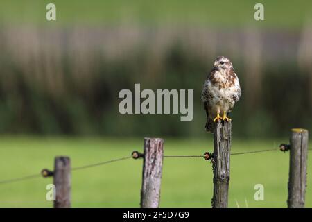Eurasian buzzard (Buteo buteo), perched on a fence post, Netherlands, Frisia Stock Photo