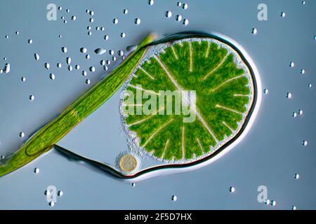 green alga (Micrasterias rotata), with Clostridium in a water bubble, differential interference contrast image, magnification x100 related to 35 mm, Stock Photo