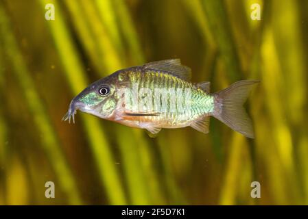 High fin brochis, Emerald catfish (Corydoras splendens, Brochis splendens, Callichthys splendens), swimming Stock Photo
