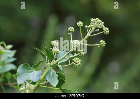 English ivy, common ivy (Hedera helix), with flower buds, Netherlands Stock Photo