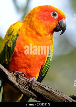 Orange sun parakeet (Aratinga solstitialis) perched on branch and seen from front Stock Photo