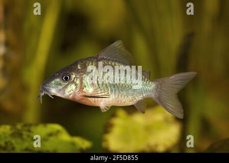 High fin brochis, Emerald catfish (Corydoras splendens, Brochis splendens, Callichthys splendens), swimming Stock Photo