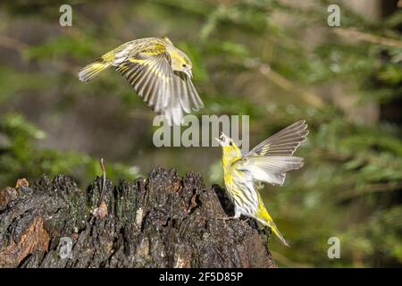 spruce siskin (Spinus spinus, Carduelis spinus), two males fighting in flight, Germany, Bavaria Stock Photo