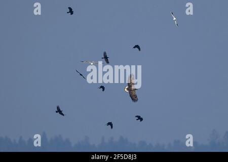 white-tailed sea eagle (Haliaeetus albicilla), flying white-tailed sea eagle attacked by crows and gulls, Germany, Bavaria Stock Photo