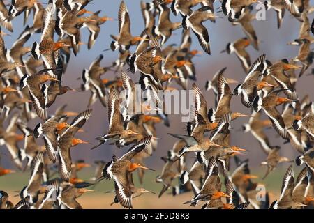 black-tailed godwit (Limosa limosa), flying flock, Netherlands, Gelderland, Nijkerk Stock Photo