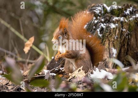 European red squirrel, Eurasian red squirrel (Sciurus vulgaris), red morph on fallen leaves in winter, Germany, Bavaria Stock Photo