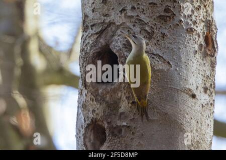 grey-faced woodpecker (Picus canus), sits in front of the breeding cave of a Black Woodpecker, Germany, Bavaria Stock Photo