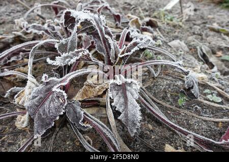 Root beet (Beta vulgaris), hoar frost on the leaves of Root beet, Germany Stock Photo