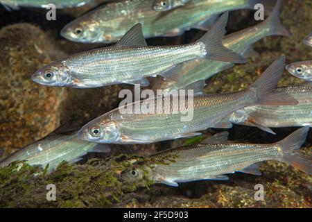 nase (Chondrostoma nasus), school of two summer old nases, Germany Stock Photo