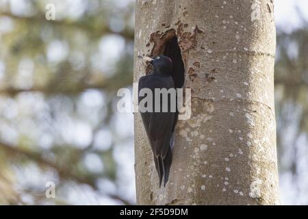 black woodpecker (Dryocopus martius), sitting in front of an old breeding cave, Germany, Bavaria Stock Photo