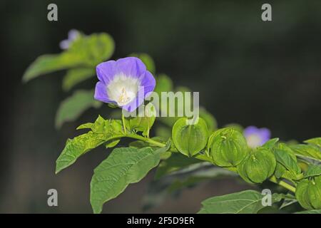 shoo-fly plant, apple-of-peru (Nicandra physalodes), twig with flower and young fruits, Netherlands